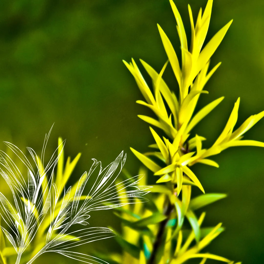 Tea Tree Essential Oil