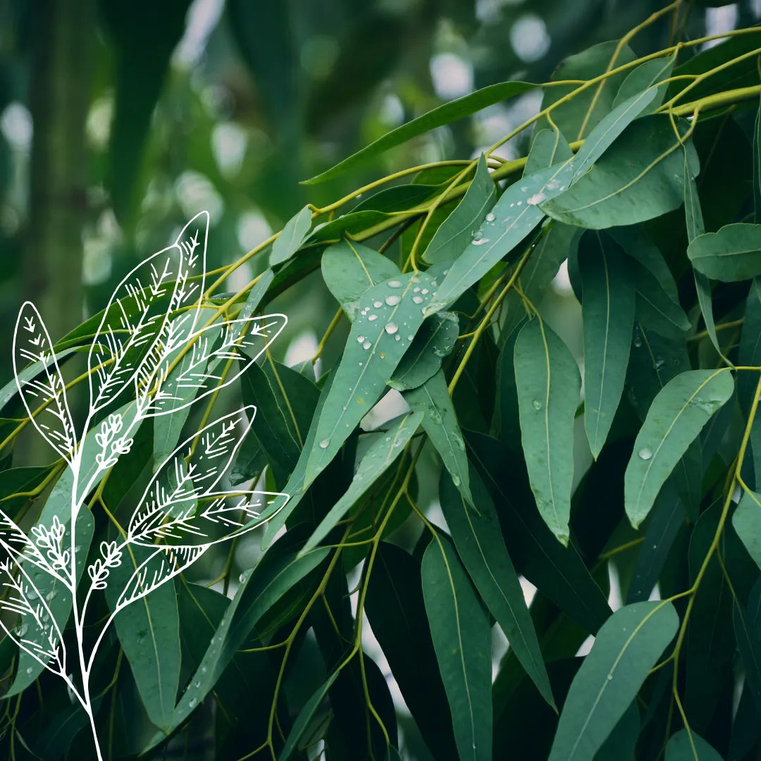 Eucalyptus Radiata Essential Oil