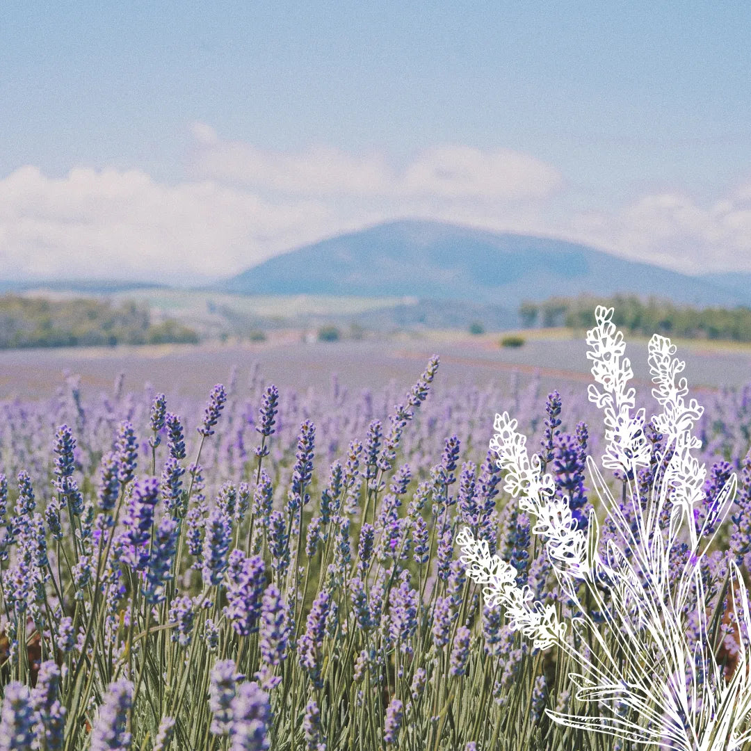 Huile essentielle Lavande officinale bio