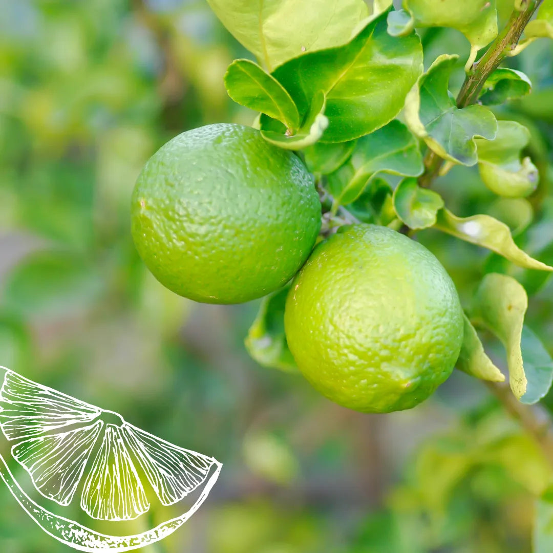 Lime essential oil