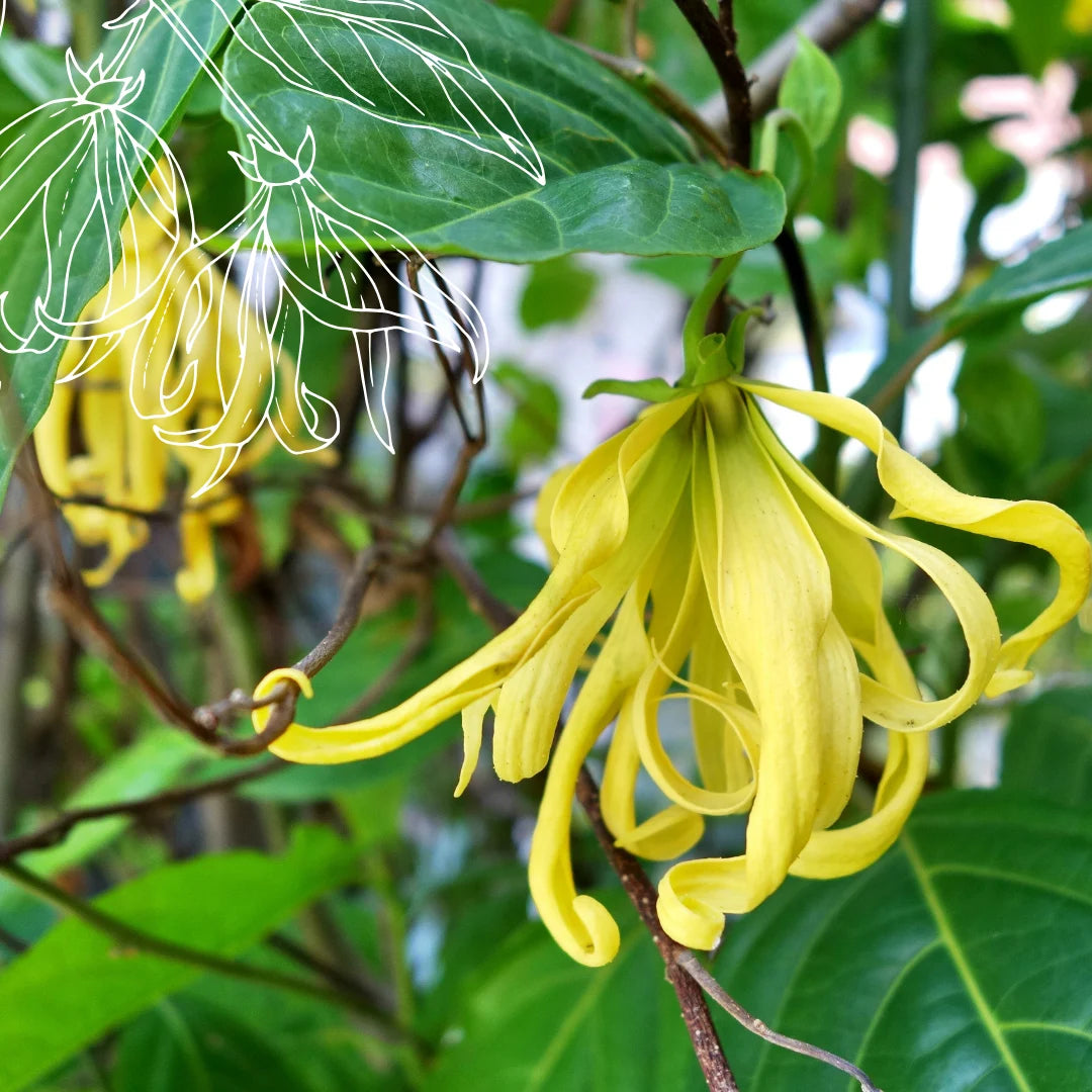 Huile essentielle Ylang-ylang bio